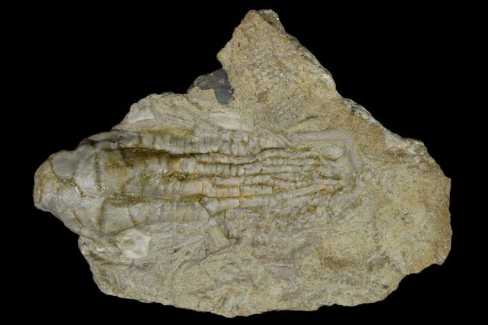 Fossil Crinoid (Aphelecrinus) - Alabama #114396